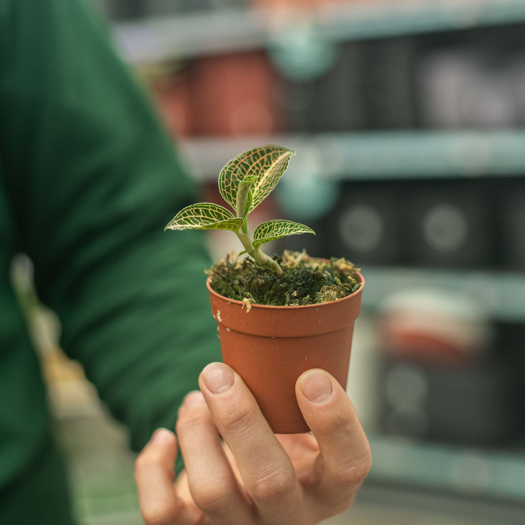 Anoectochilus albolineatus variegata – Simegarden
