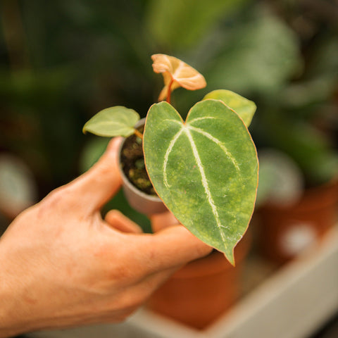 Simegarden Anthurium crystallinum 6 cm