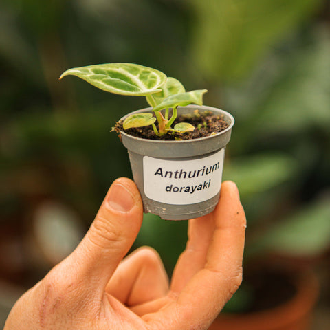 Simegarden Anthurium dorayaki 6 cm