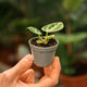Simegarden Anthurium dorayaki 6 cm