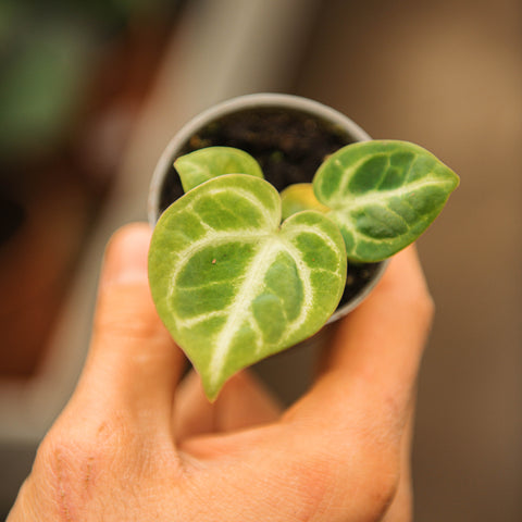 Simegarden Anthurium dorayaki 6 cm