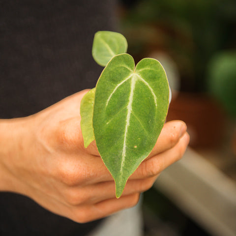 Simegarden Anthurium magnificum 6 cm