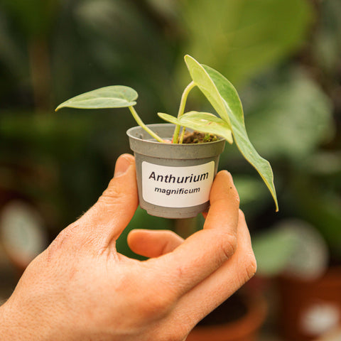 Simegarden Anthurium magnificum 6 cm