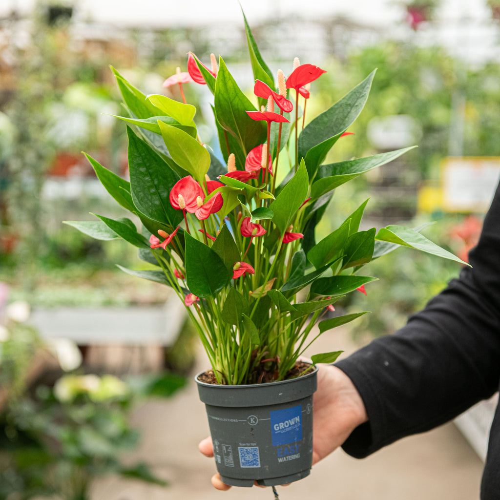 anthurium million Anthurium million flowers – Simegarden