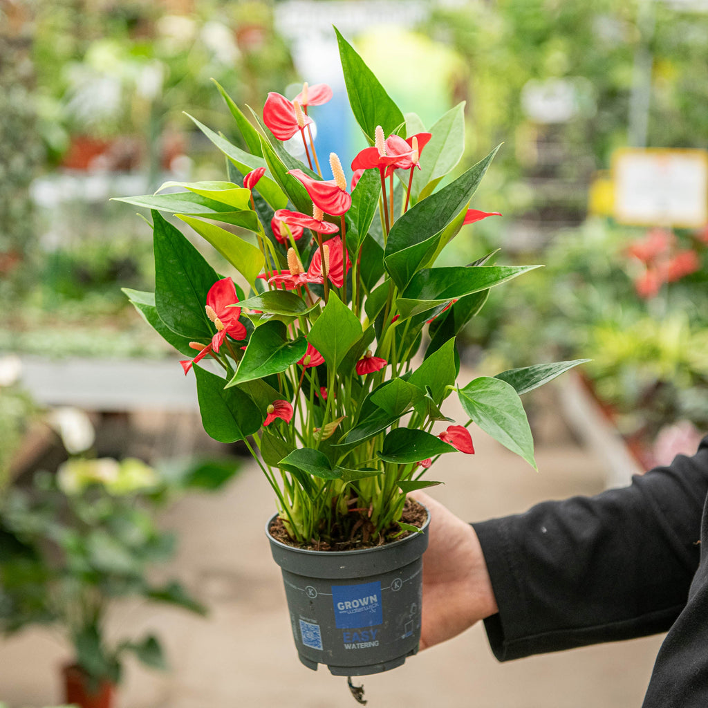 anthurium pianta Anthurium million flowers