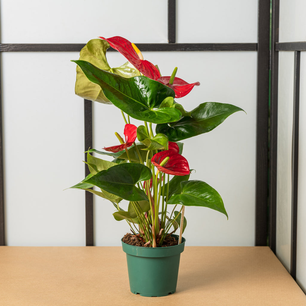 anthurium esposizione Anthurium nevada – Simegarden