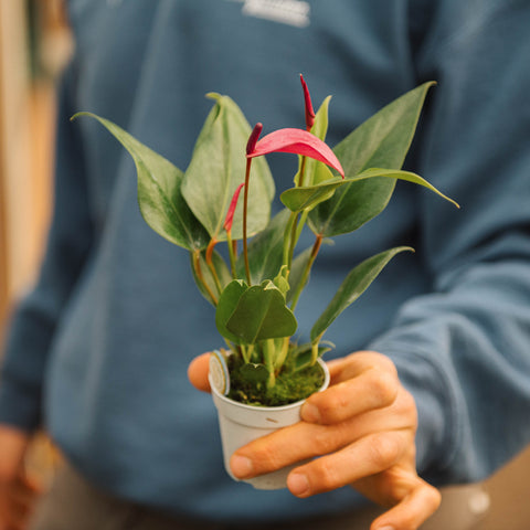 Simegarden Anthurium rosa zizou 7 cm