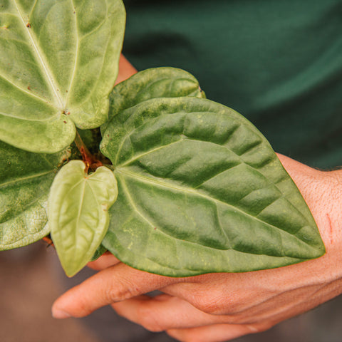Simegarden Anthurium villenaorum x luxurians 10.5 cm