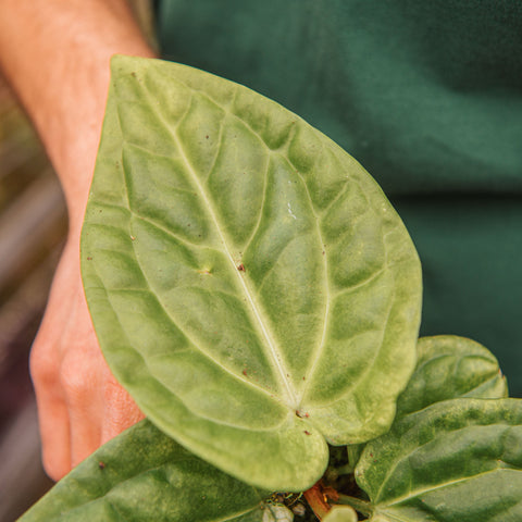 Simegarden Anthurium villenaorum x luxurians 10.5 cm
