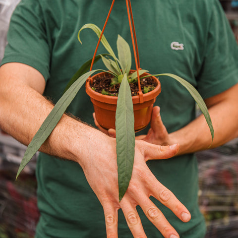 Simegarden Anthurium vittarifolium 14 cm