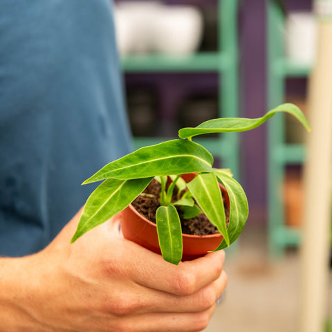 Simegarden Anthurium waroqueanum 9 cm