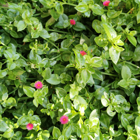 Simegarden Aptenia cordifolia 16 cm