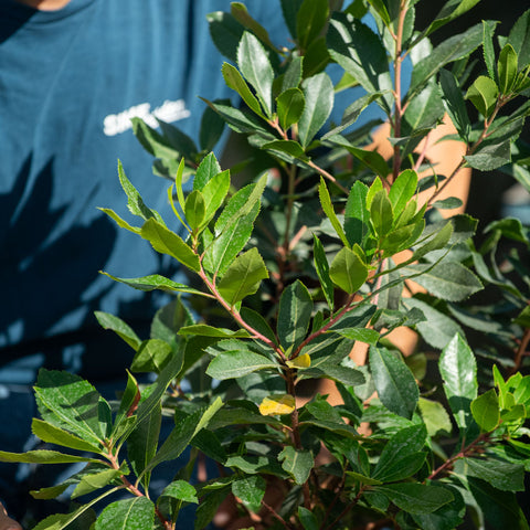 Simegarden Arbutus unedo 24 cm