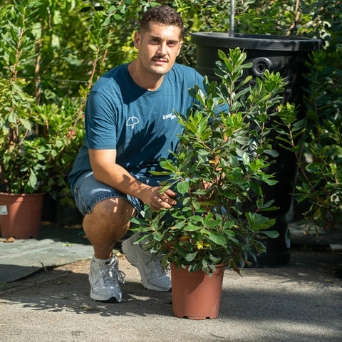 Simegarden Arbutus unedo 24 cm