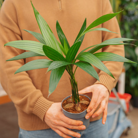 Simegarden Areca catechu 12 cm