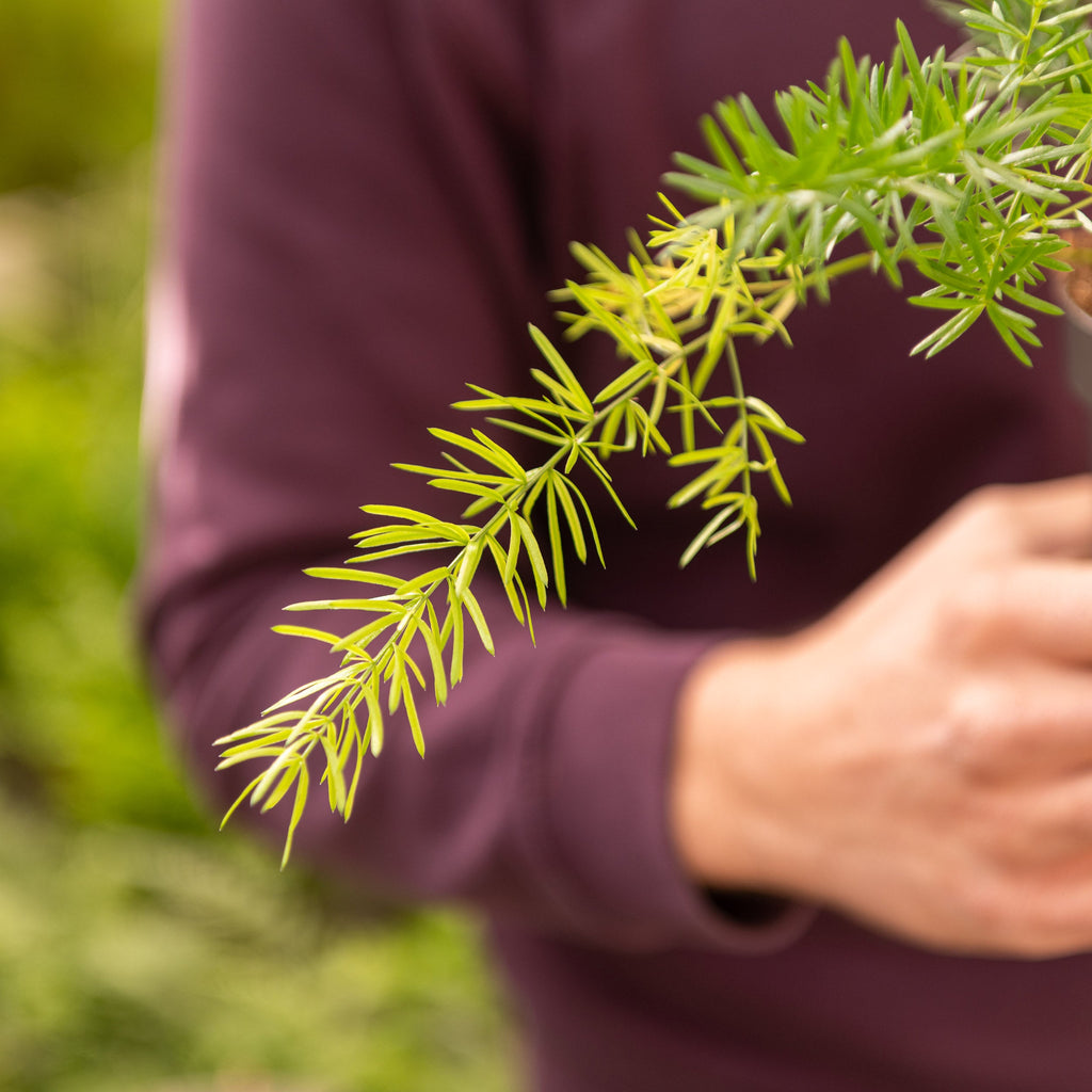 Asparagus densiflorus Sprengeri Simegarden