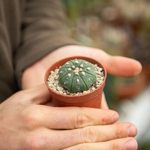 Simegarden Astrophytum asterias "nudum"