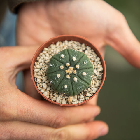 Simegarden Astrophytum asterias "nudum"