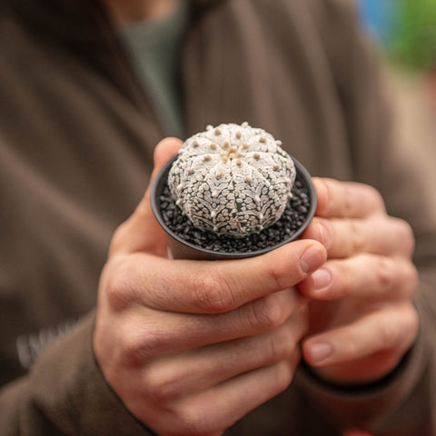 Simegarden Astrophytum asterias Superkabuto