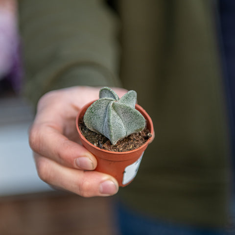 Simegarden Astrophytum myriostigma 5.5 cm