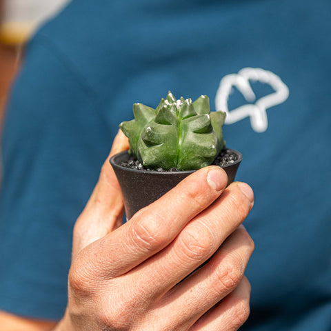 Simegarden Astrophytum myriostigma nudum kikko 7.5 cm