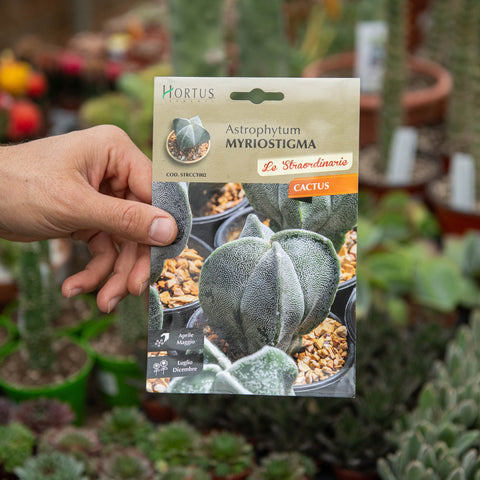 Simegarden Astrophytum myriostigma Semi