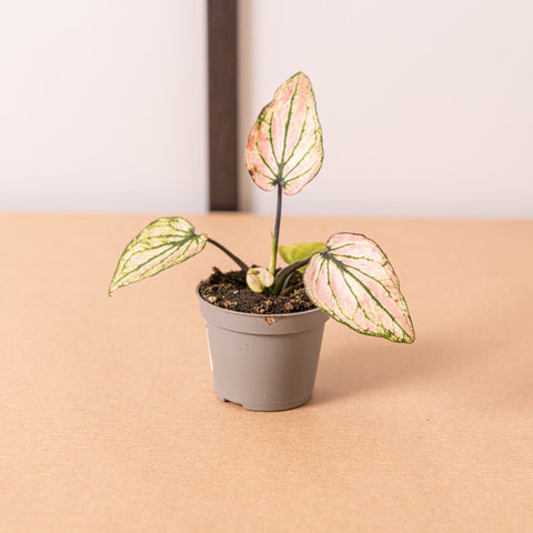 Simegarden Baby Caladium pink