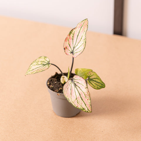 Simegarden Baby Caladium pink