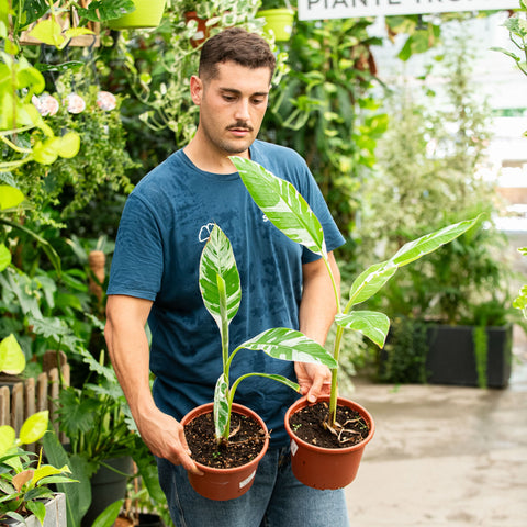 Simegarden Banano variegato 21 cm