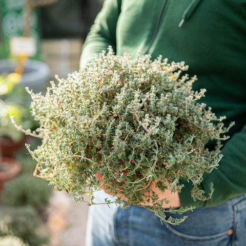 Simegarden Barba di giove pianta