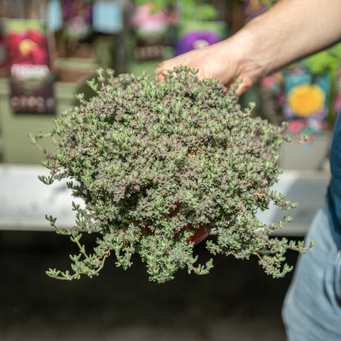 Simegarden Barba di giove pianta 14 cm