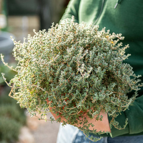 Simegarden Barba di giove pianta 17 cm