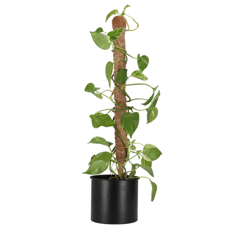 Simegarden Bastone per piante rampicanti 75 cm