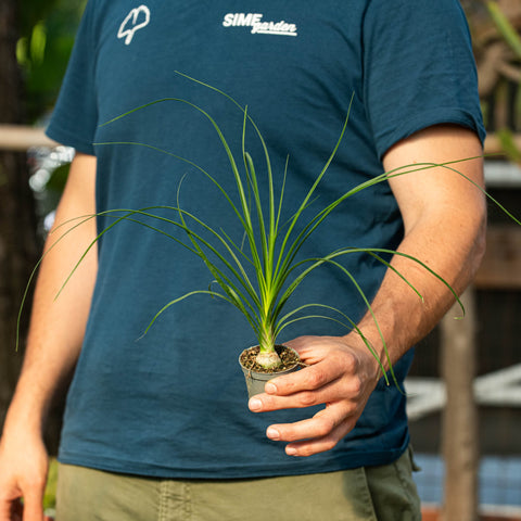 Simegarden Beaucarnea baby