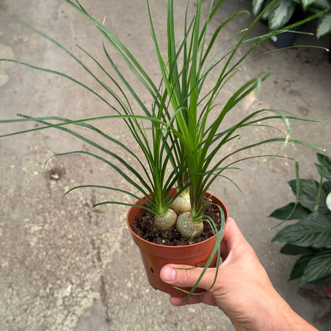 Simegarden Beaucarnea baby a gruppo / 12 cm