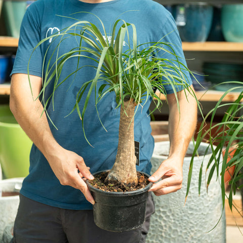Simegarden Beaucarnea recurvata 19 cm