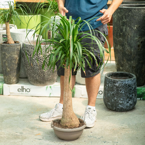 Simegarden Beaucarnea recurvata 30 cm - h 85 cm