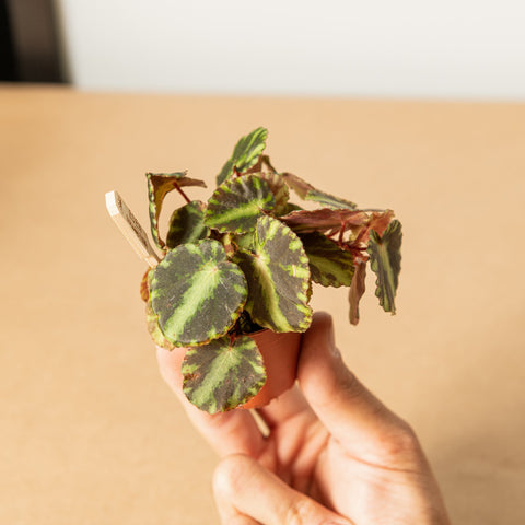 Simegarden Begonia cleopatrae