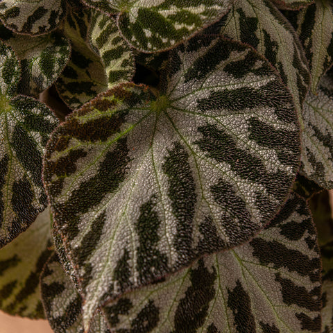 Simegarden Begonia imperialis silver jewel