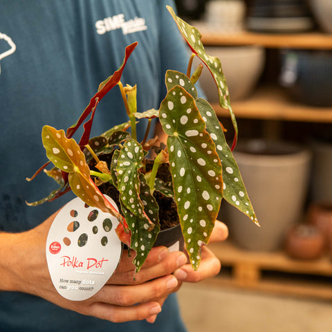 Simegarden Begonia maculata 12 cm