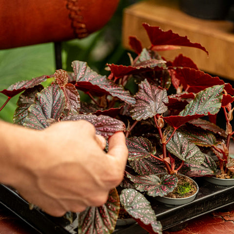 Simegarden Begonia maculata pink spot 6 cm