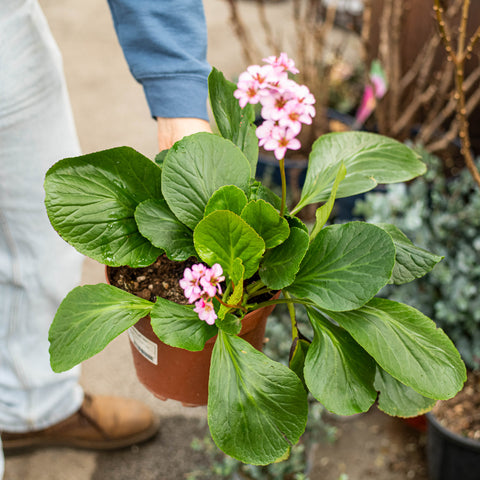 Simegarden Bergenia cordifolia 22 cm
