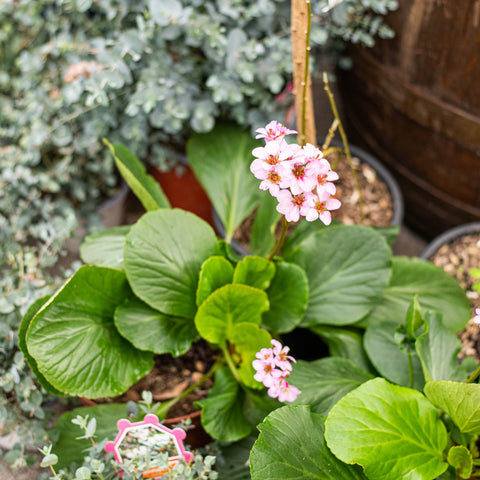 Simegarden Bergenia cordifolia 22 cm