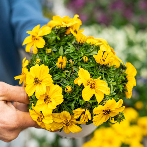 Simegarden Bidens 14 cm / Giallo