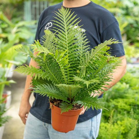 Simegarden Blechnum gibbum “Silver Lady” 17 cm