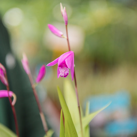 Simegarden Bletilla