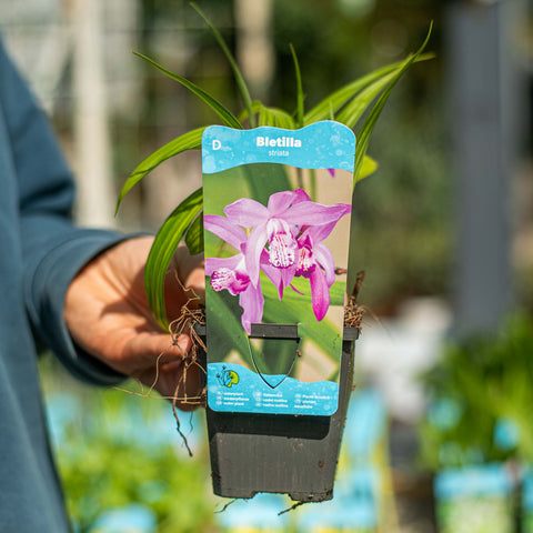 Simegarden Bletilla striata Viola / 9 cm