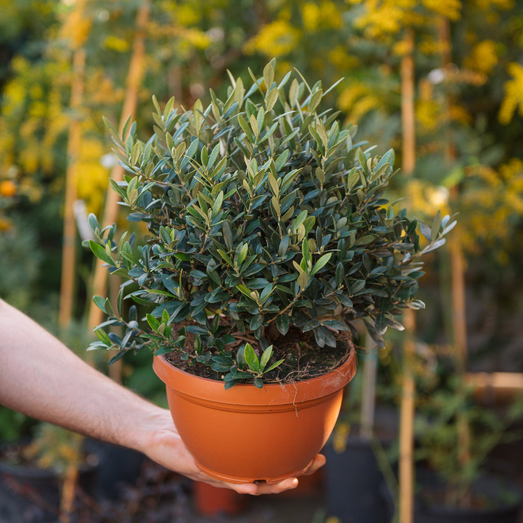 bonsai di ulivo Olivo bonsai – Simegarden