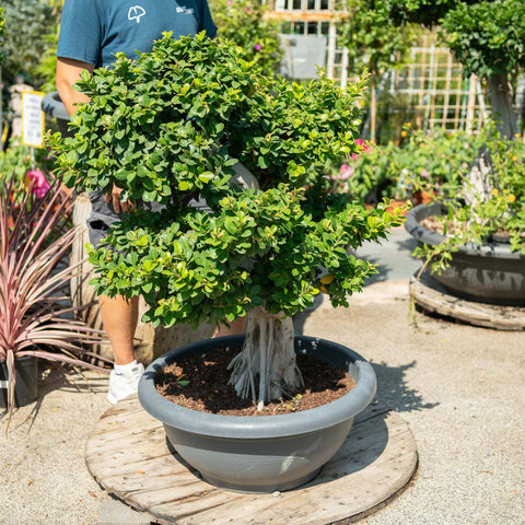 Simegarden Bonsai ginseng 59 cm