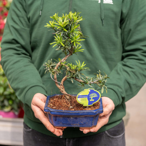 Simegarden Bonsai Podocarpus 18.5 cm